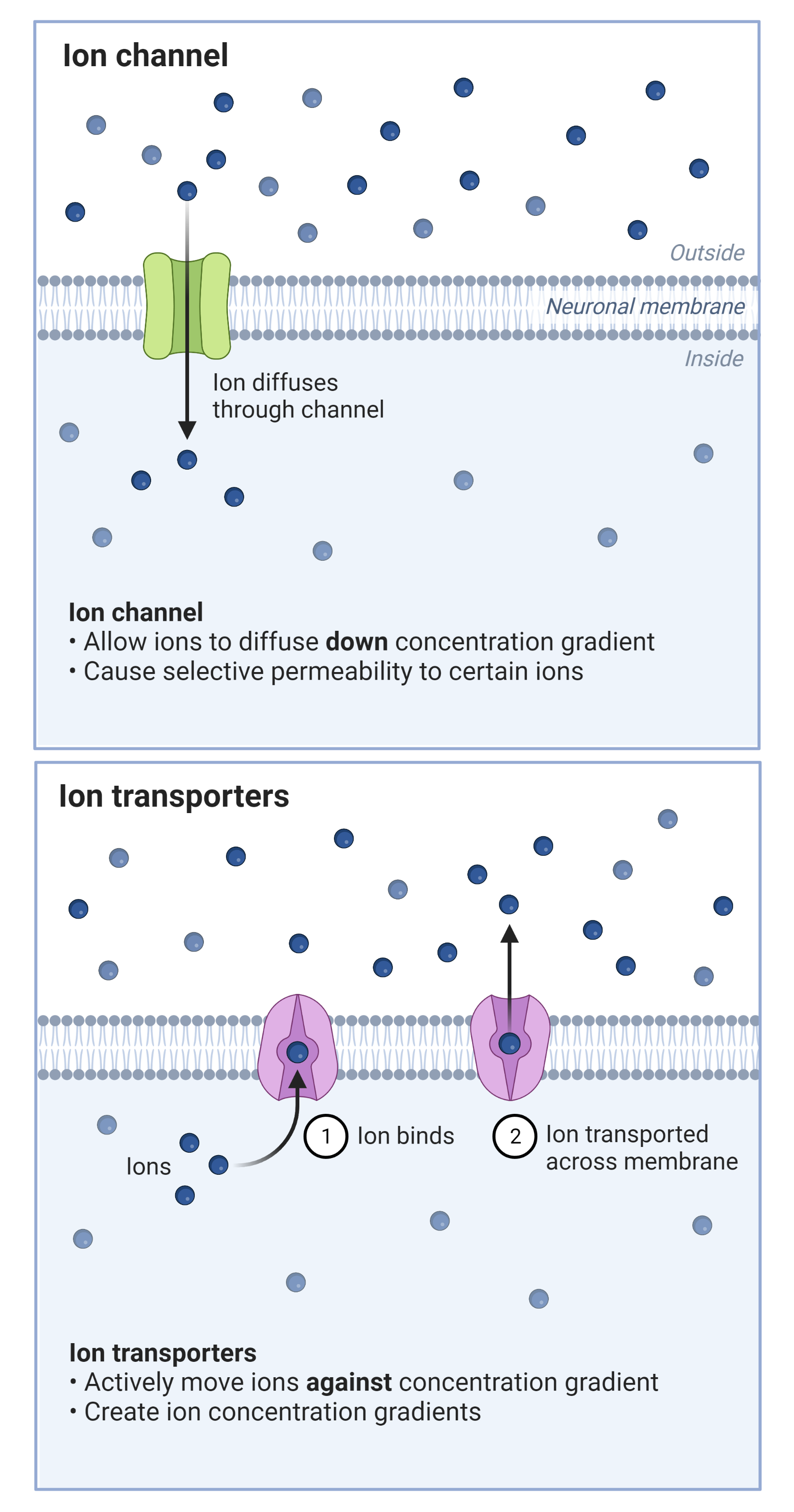 Cell/Cytoplasmic Membrane Potential Activity & Analysis AAT Bioquest